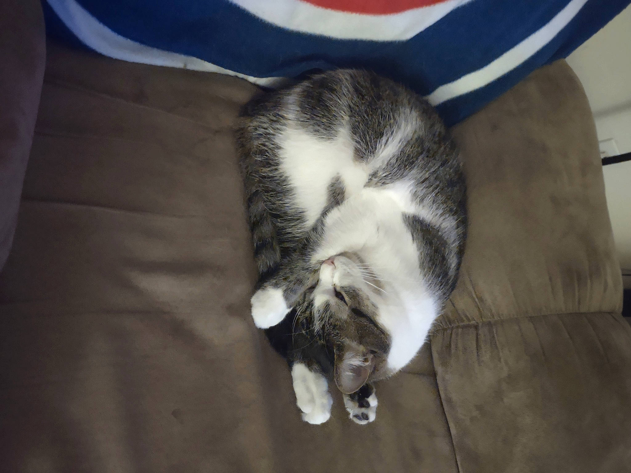 Francis is registered to the contest to win money with this photo: canidae, carnivore, cat, claw, cloud, comfort, dog_breed, domestic_short_haired_cat, felidae, fur, human_leg, nap, paw, sky, small_to_medium_sized_cats, snout, sporting_group, tail, whiskers, wood