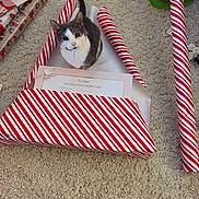 Hinckley joined the competition — help win amazing prizes! animal, box, carpet, cat, curious, cute, domestic, feline, floor, gift, gray_and_white, holiday, indoor, looking_up, messy, pet, playful, present, striped, wrapping_paper