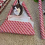 animal, box, carpet, cat, curious, cute, domestic, feline, floor, gift, gray_and_white, holiday, indoor, looking_up, messy, pet, playful, present, striped, wrapping_paper