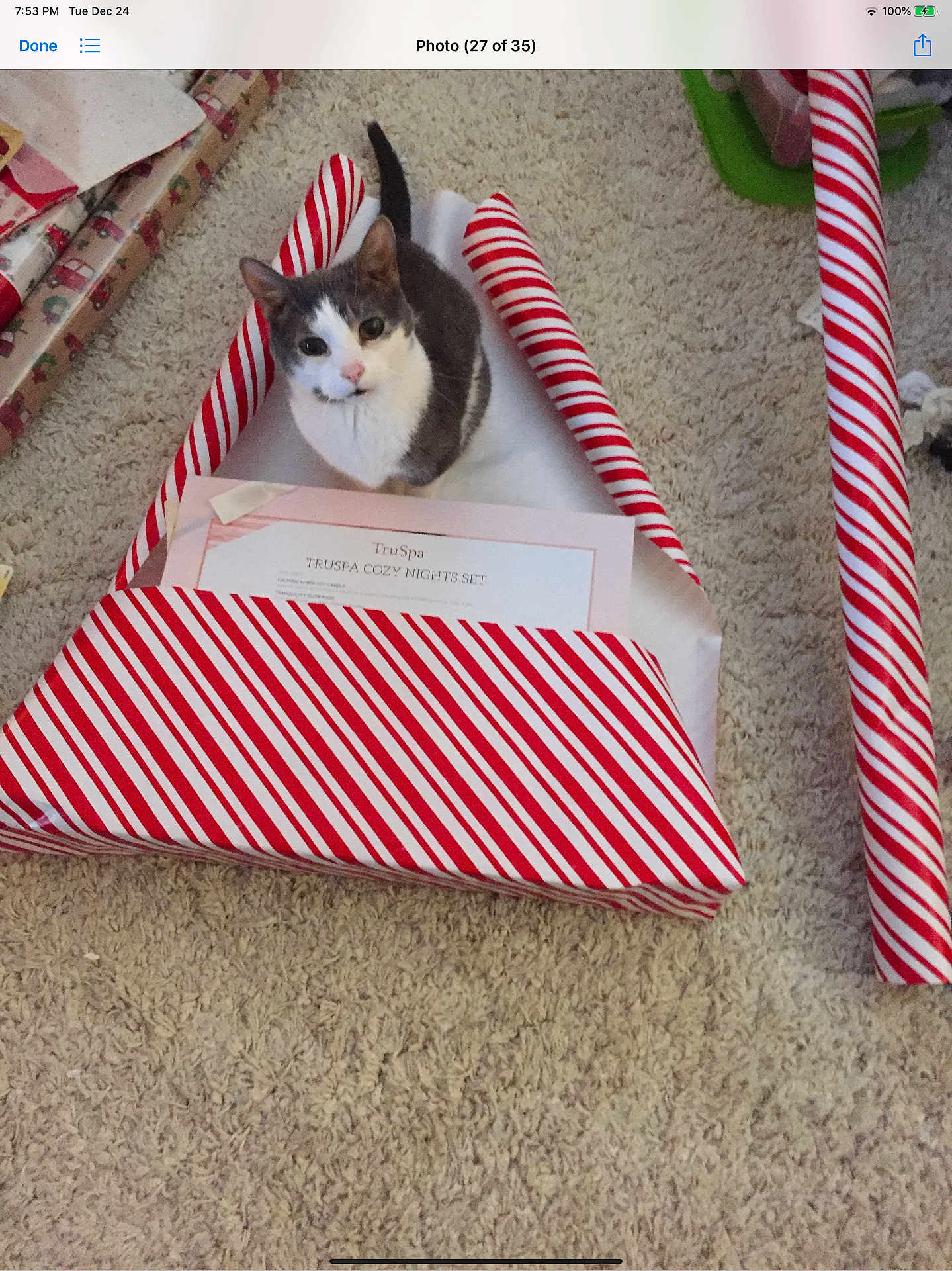 Hinckley joined the competition — help win amazing prizes! animal, box, carpet, cat, curious, cute, domestic, feline, floor, gift, gray_and_white, holiday, indoor, looking_up, messy, pet, playful, present, striped, wrapping_paper