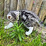 Skyra a rejoint le concours — aidez-le/la à gagner de superbes lots ! abyssinian, animal, backyard, cat, field, grass, grassland, green, herbal, herbs, kitten, lawn, manx, nature, outdoors, pet, plant, soil, wood, yard
