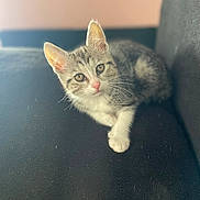 Skyra participe au concours pour gagner de l'argent avec cette photo : abyssinian, angora, animal, cat, kitten, manx, pet