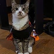 Chloe is registered to the contest to win money with this photo: cat, tabby, pet, animal, costume, orange, black, floor, wooden_floor, indoor, furniture, sitting, looking_up, cute, whiskers, ears, paws, domestic_cat, household, curious
