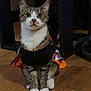 cat, tabby, pet, animal, costume, orange, black, floor, wooden_floor, indoor, furniture, sitting, looking_up, cute, whiskers, ears, paws, domestic_cat, household, curious
