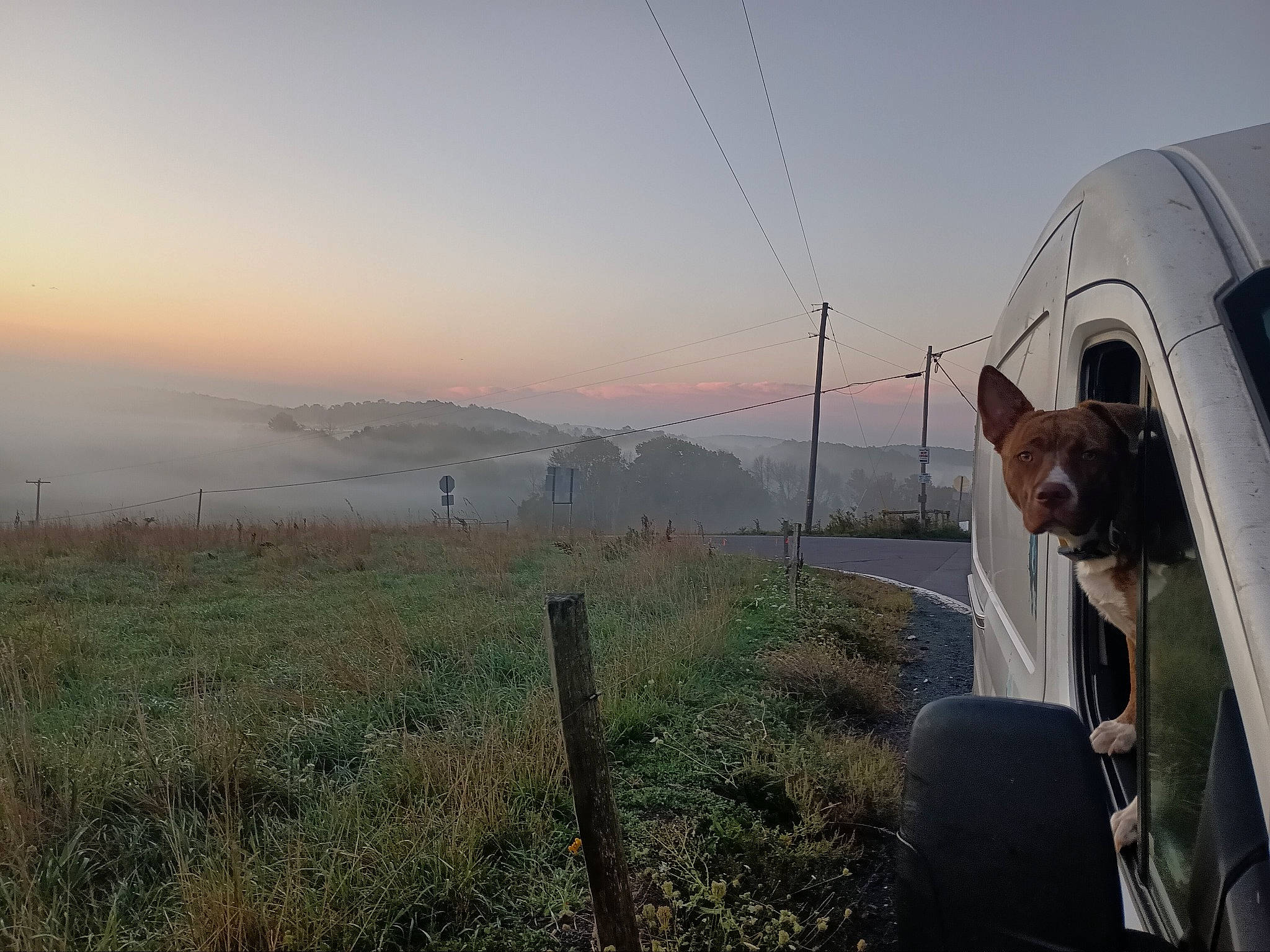 Copper is registered to the contest to win money with this photo: carnivore, cloud, companion_dog, dog, dog_breed, fog, grass, grassland, hill, horizon, landscape, mountain, pasture, plant, road, sky, sporting_group, tree, vehicle, vehicle_door