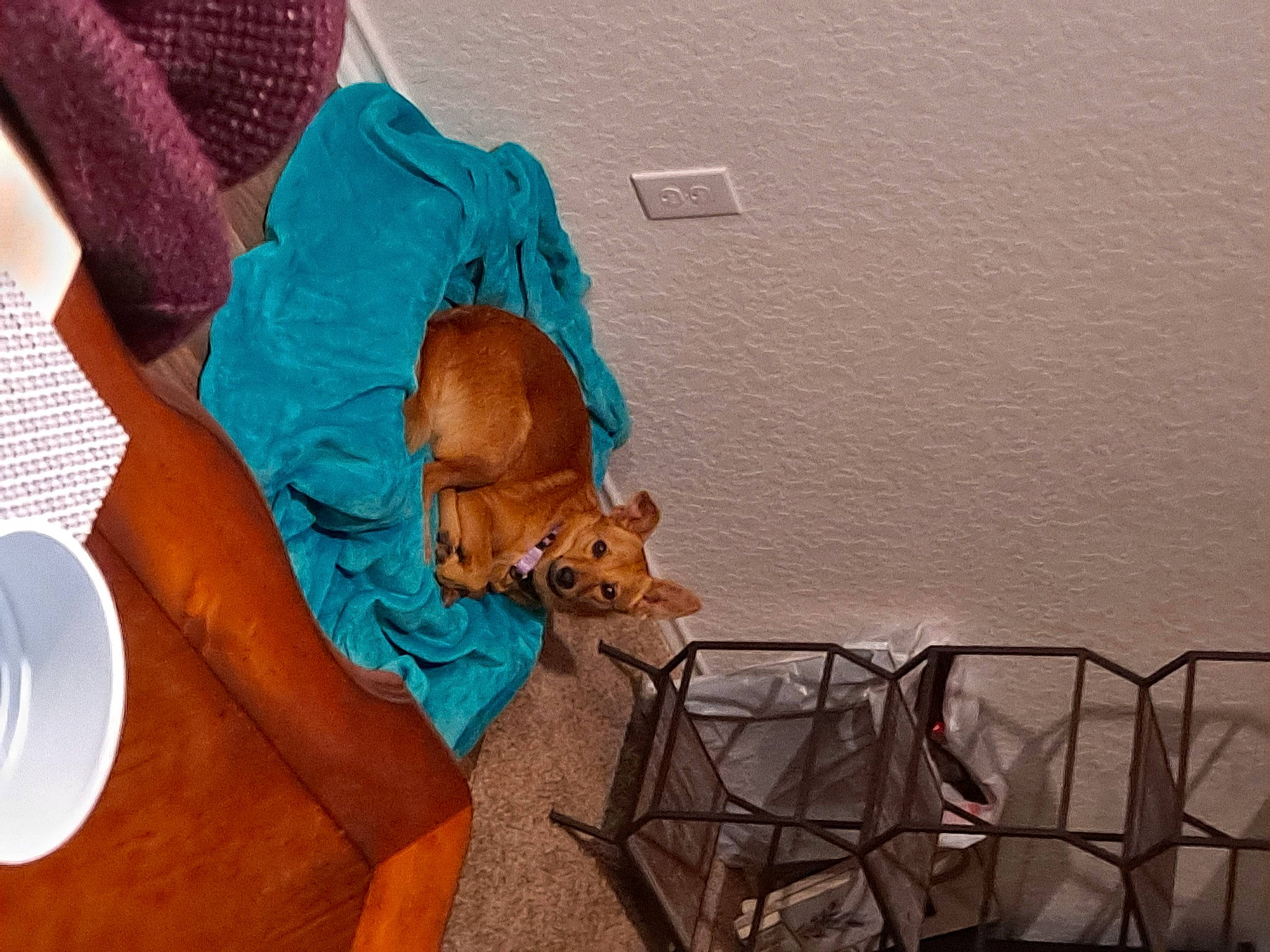 Biscuit is registered to the contest to win money with this photo: canidae, carnivore, fawn