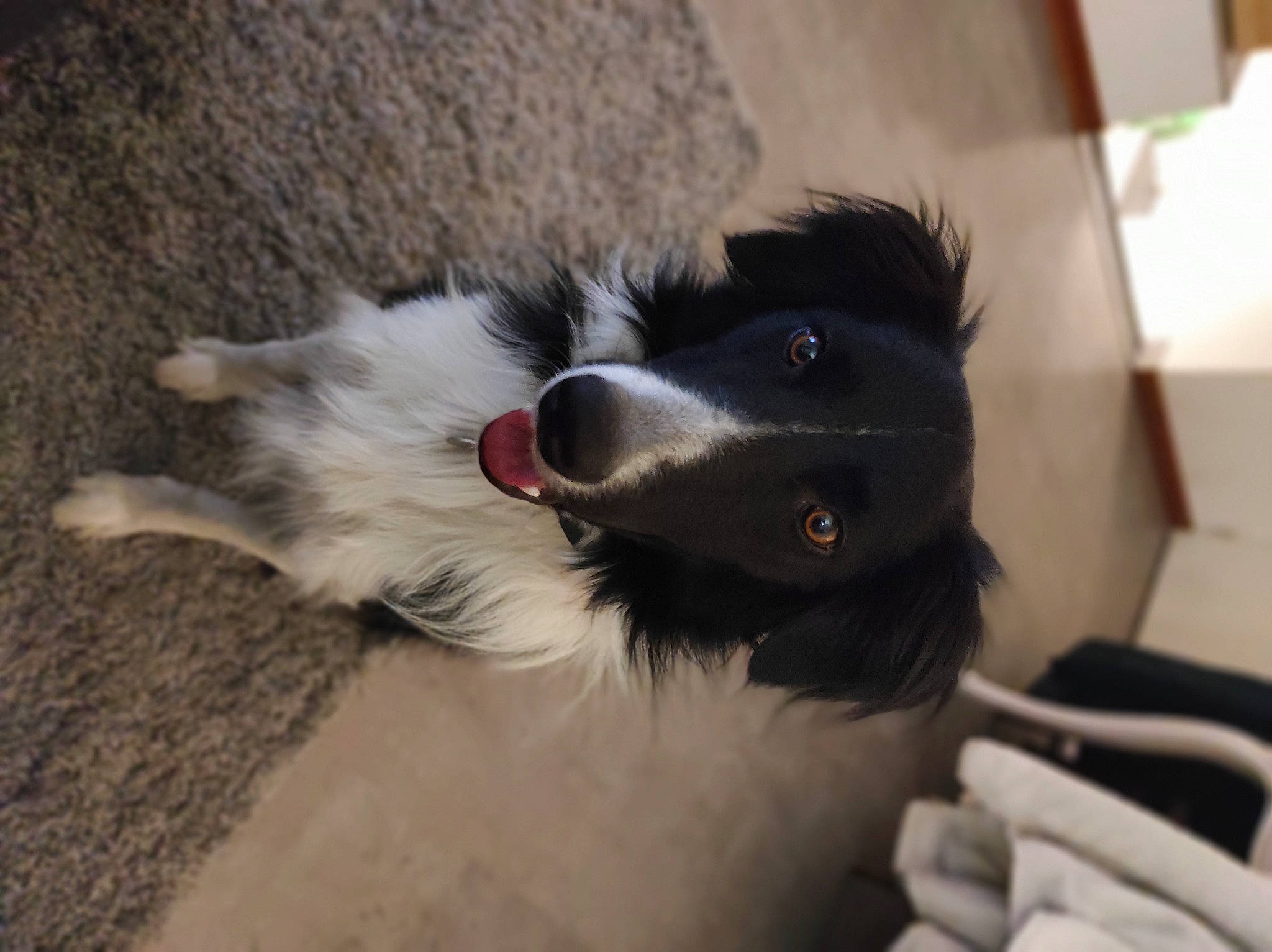 Peaky a rejoint le concours — aidez-le/la à gagner de superbes lots ! bernese_mountain_dog, border_collie, canidae, carnivore, collar, companion_dog, dog, dog_breed, dog_collar, ear, fur, herding_dog, paw, puppy, snout, sporting_group, whiskers, working_animal, working_dog