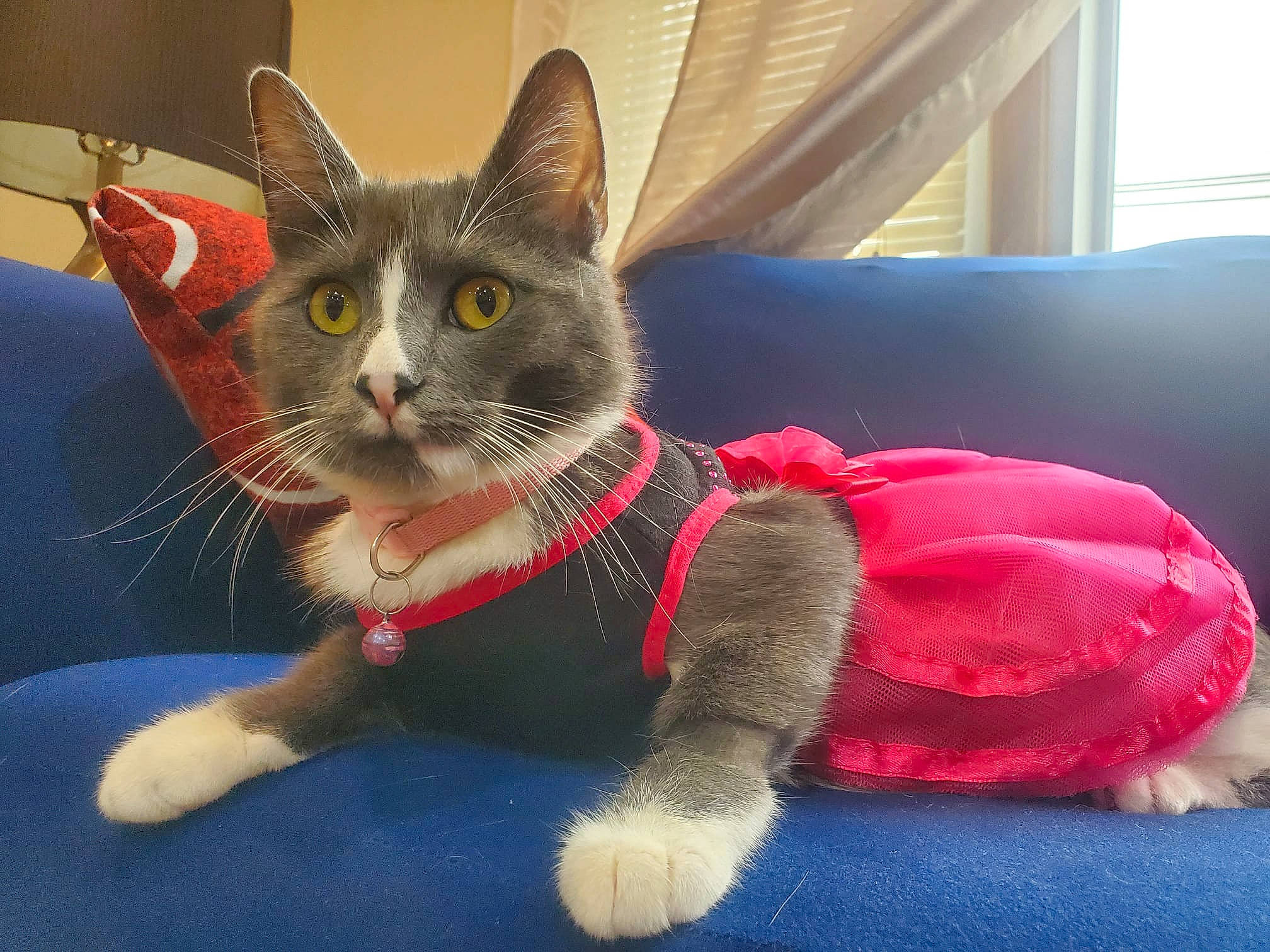 Nala Jan is registered to the contest to win money with this photo: carnivore, cat, cat_supply, cat_toy, collar, comfort, curtain, domestic_short_haired_cat, electric_blue, felidae, foot, fur, paw, pet_supply, small_to_medium_sized_cats, snout, tail, toy, whiskers, window