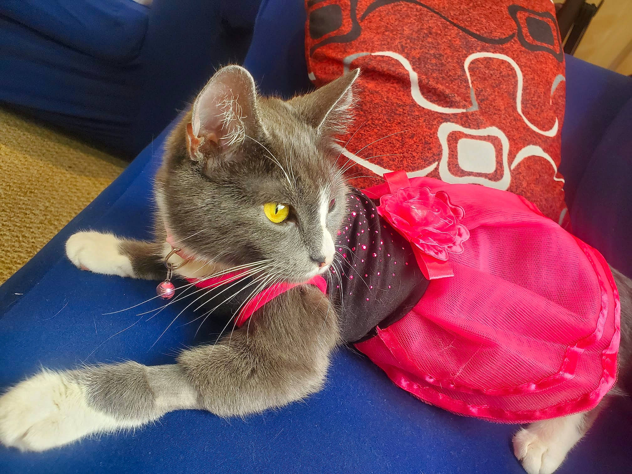 Nala Jan joined the competition — help win amazing prizes! black_cat, carnivore, cat, cat_supply, chartreux, claw, comfort, domestic_short_haired_cat, felidae, fur, paw, pet_supply, russian_blue, small_to_medium_sized_cats, snout, tail, whiskers