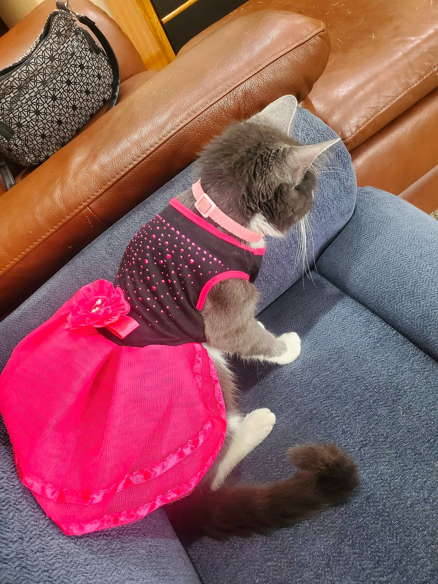 Nala Jan joined the competition — help win amazing prizes! bag, canidae, carnivore, comfort, companion_dog, couch, dog_breed, fawn, felidae, flooring, human_leg, linens, luggage_and_bags, magenta, pet_supply, small_to_medium_sized_cats, snout, sporting_group, tail, thigh