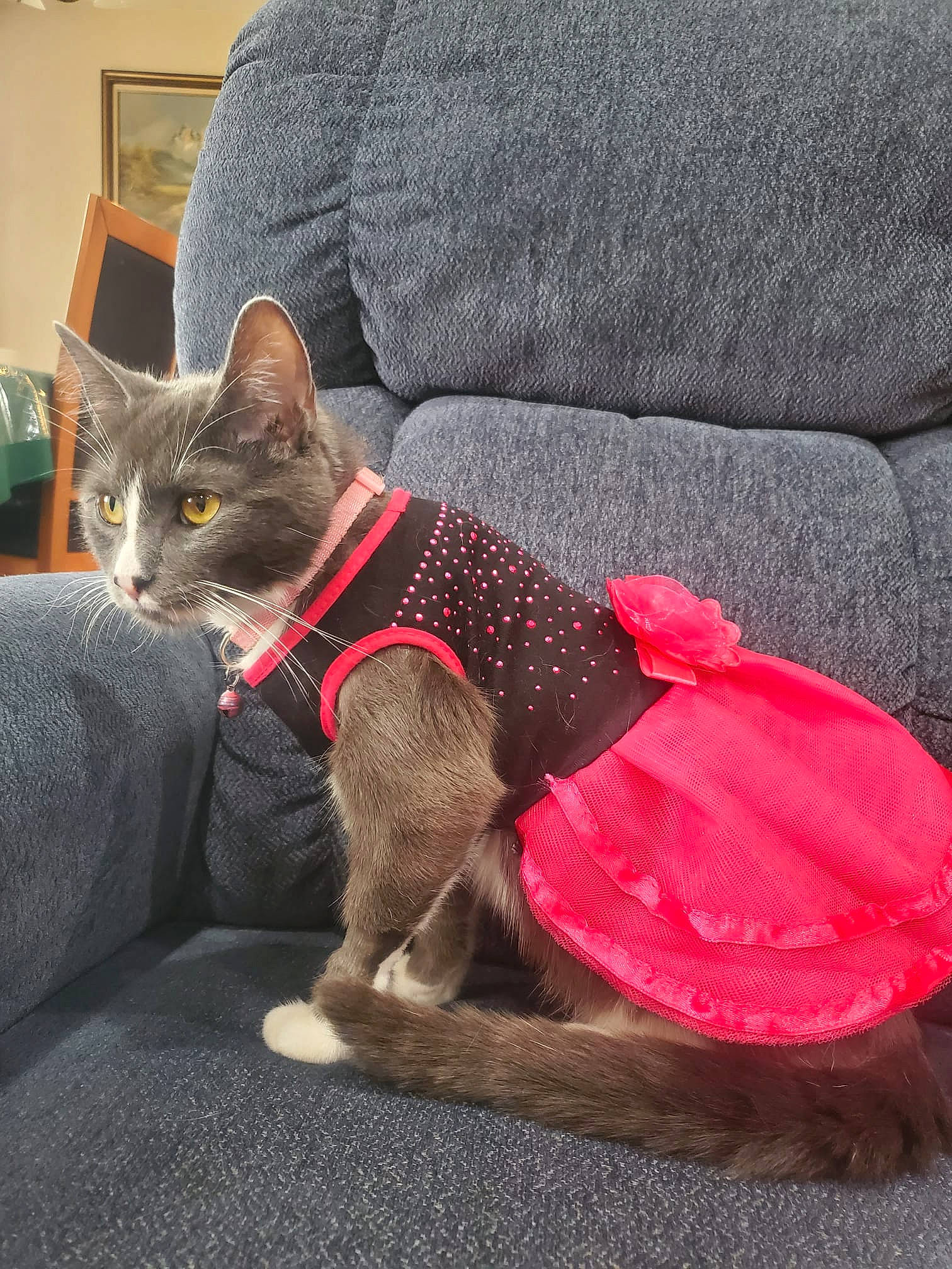 Nala Jan joined the competition — help win amazing prizes! black_cat, carnivore, cat, collar, comfort, companion_dog, dog_breed, dog_supply, domestic_short_haired_cat, fawn, felidae, fur, grey, lap, pet_supply, small_to_medium_sized_cats, snout, tail, whiskers, window