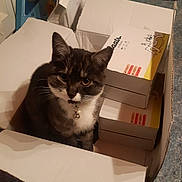 Virus participe au concours pour gagner de l'argent avec cette photo : abyssinian, animal, box, cardboard, carton, cat, computer, electronics, furniture, hardwood, indoors, kitten, laptop, manx, pc, pet, plywood, shelf, siamese, wood