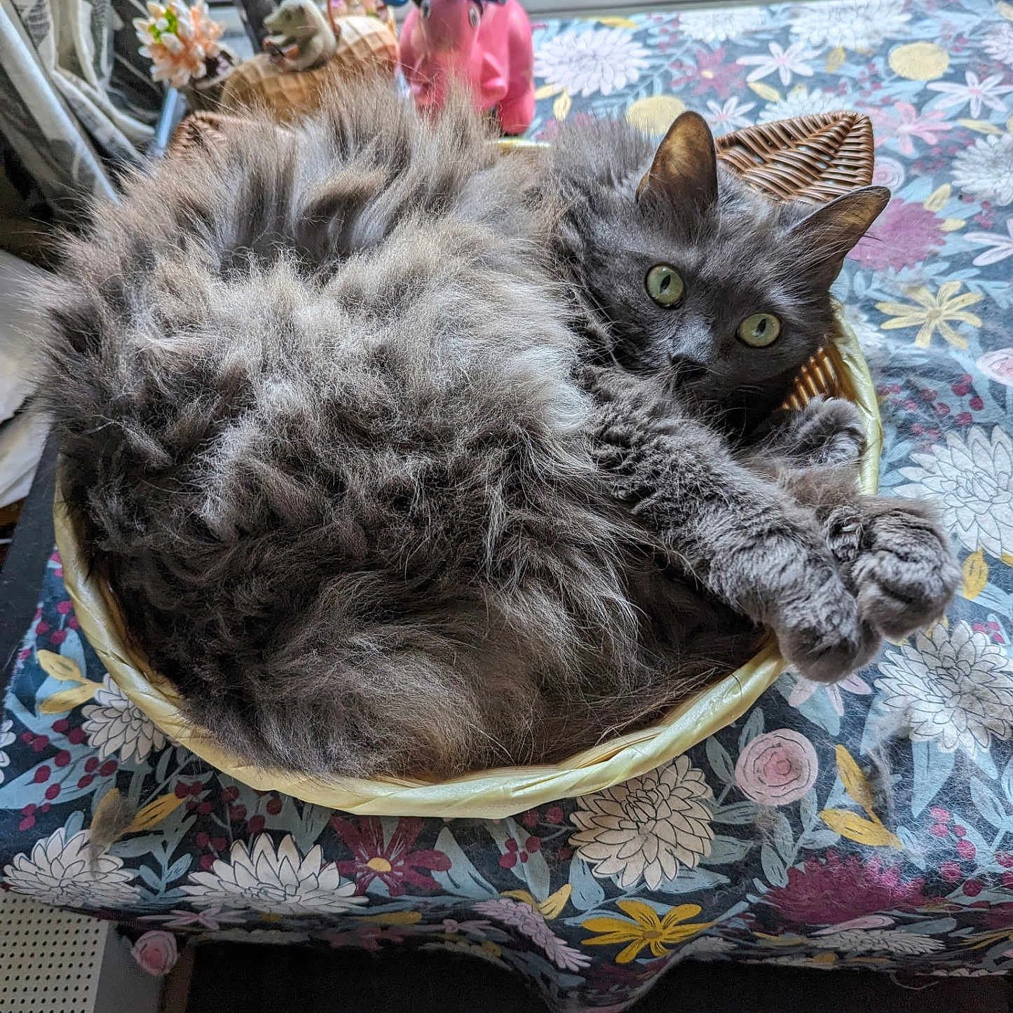 Little Gray joined the competition — help win amazing prizes! abyssinian, angora, animal, architecture, basket, bed, cat, chair, couch, cushion, furniture, homedecor, kitten, linen, manx, person, pet, plant, pottedplant, toy