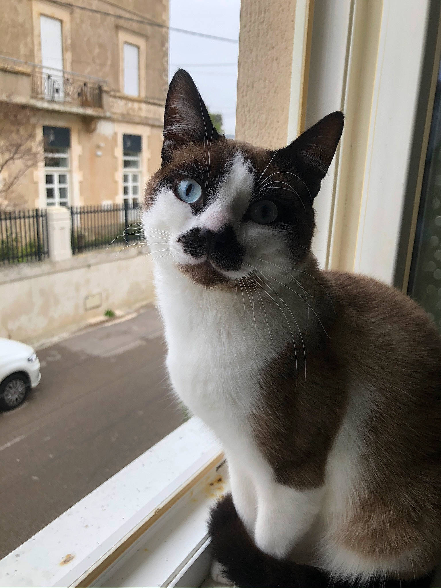 Patton a rejoint le concours — aidez-le/la à gagner de superbes lots ! automotive_lighting, building, carnivore, cat, domestic_short_haired_cat, door, felidae, fur, grey, monochrome_photography, paw, small_to_medium_sized_cats, snout, street, tail, tire, vehicle, wheel, whiskers, window