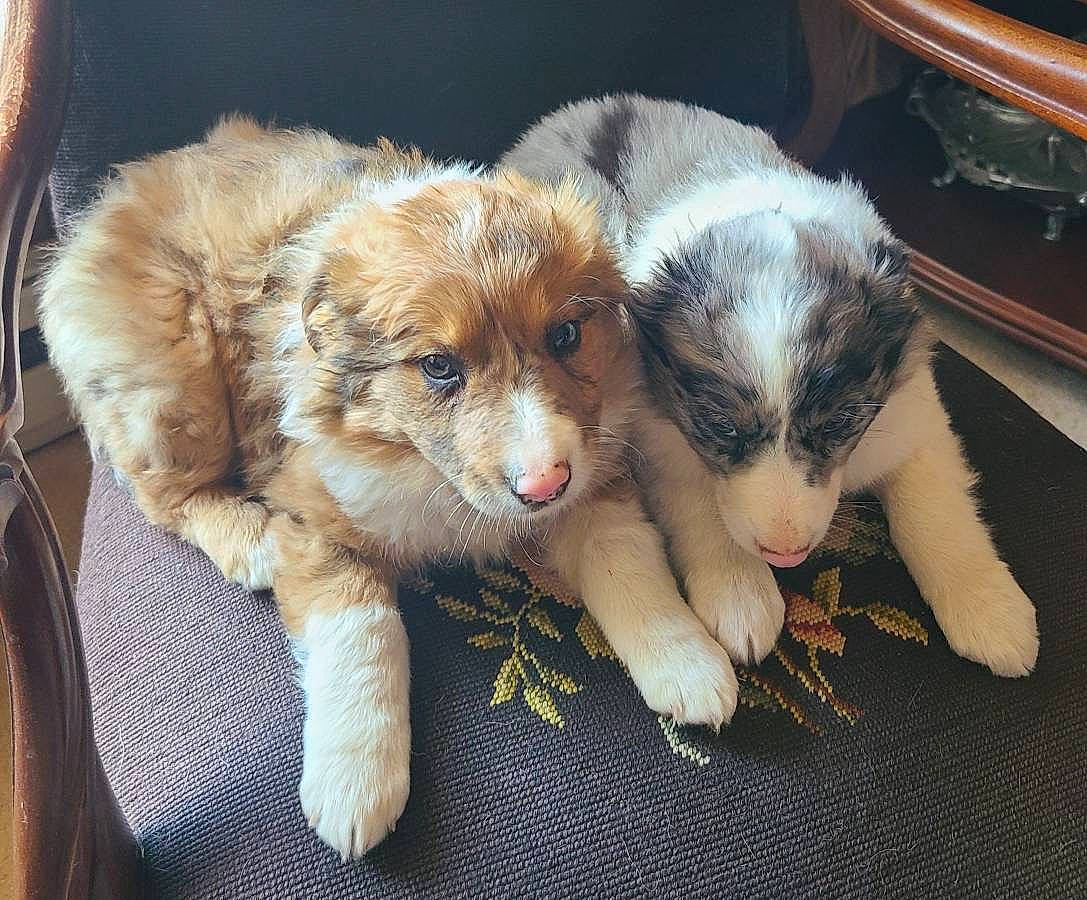 Bash is registered to the contest to win money with this photo: animal_shelter, canidae, carnivore, claw, companion_dog, dog, dog_breed, fawn, felidae, fur, paw, puppy, puppy_love, small_to_medium_sized_cats, snout, sporting_group, terrestrial_animal, toy_dog, whiskers, working_animal