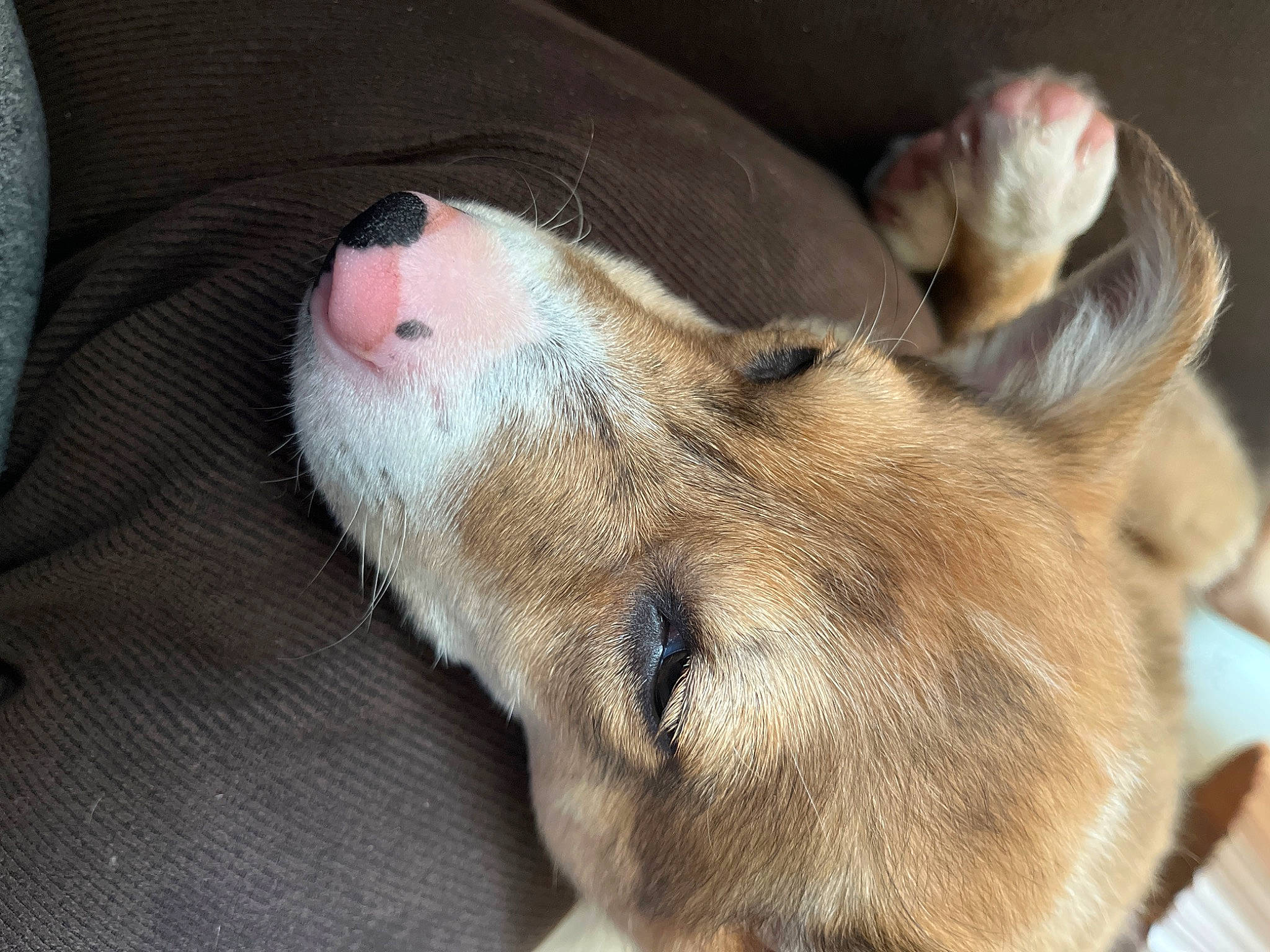 Bash is registered to the contest to win money with this photo: carnivore, comfort, companion_dog, dog, dog_breed, ear, fawn, fur, liver, nap, non_sporting_group, paw, puppy, snout, sporting_group, terrestrial_animal, whiskers, working_animal