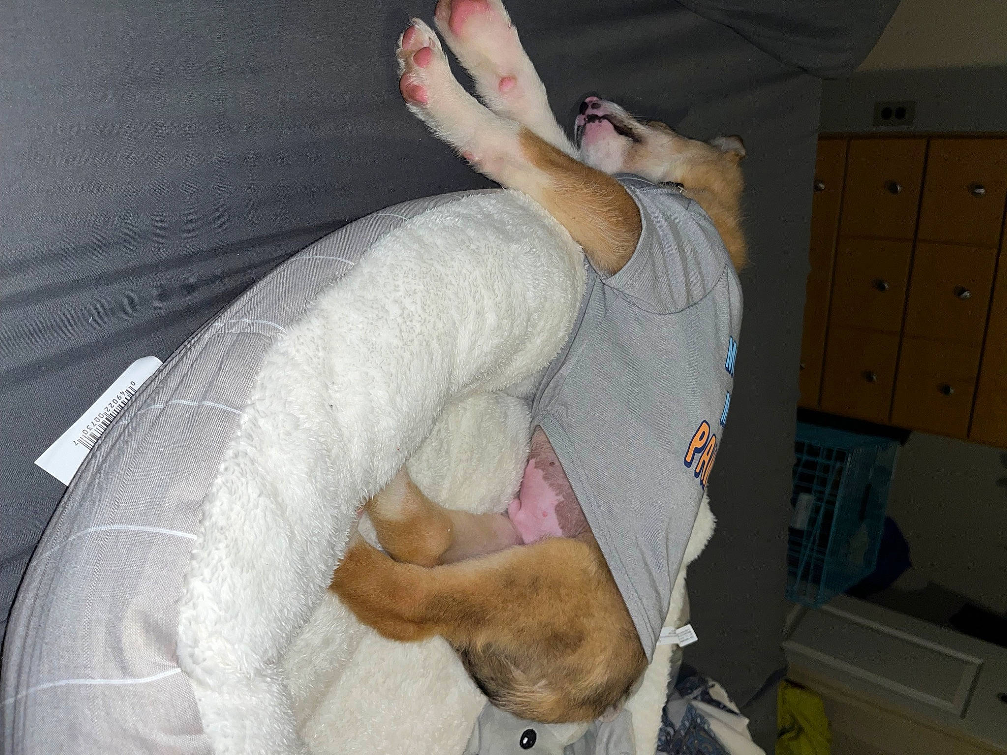 Bash is registered to the contest to win money with this photo: cabinetry, carnivore, chest, comfort, companion_dog, dog, dog_breed, ear, elbow, fawn, felidae, finger, gesture, human_body, human_leg, jaw, knee, neck, thigh, trunk