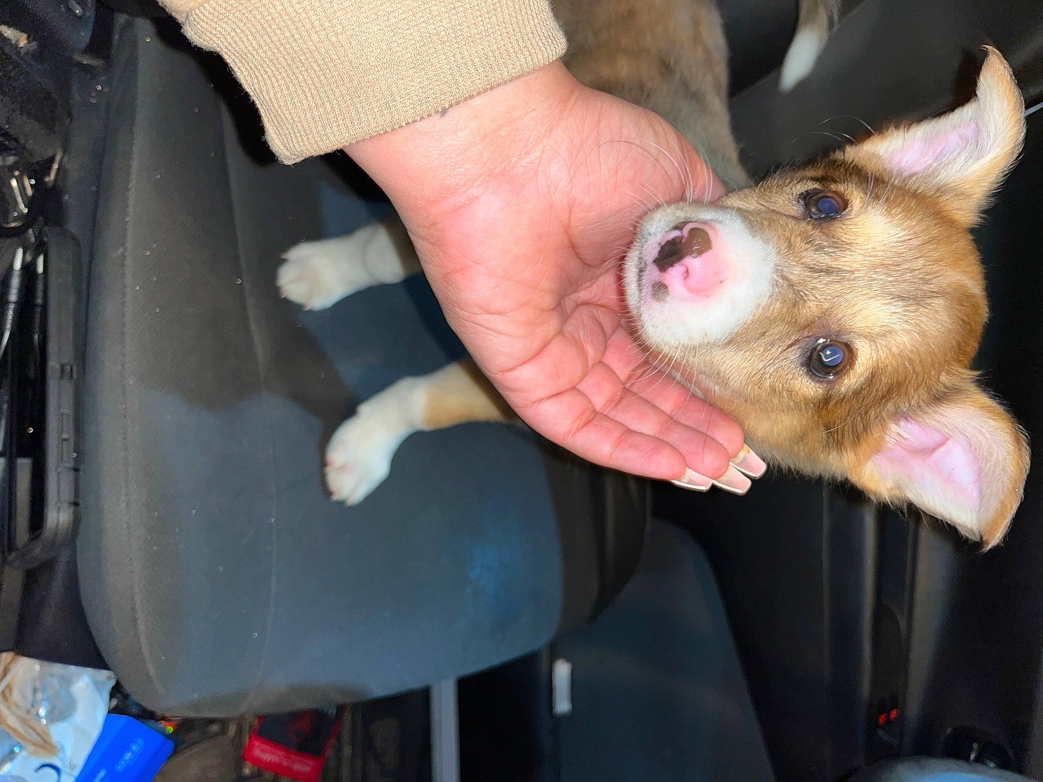 Bash is registered to the contest to win money with this photo: auto_part, automotive_exterior, canidae, carnivore, companion_dog, dog_breed, fawn, fender, fur, nail, suidae, terrestrial_animal, vehicle, vehicle_door, whiskers