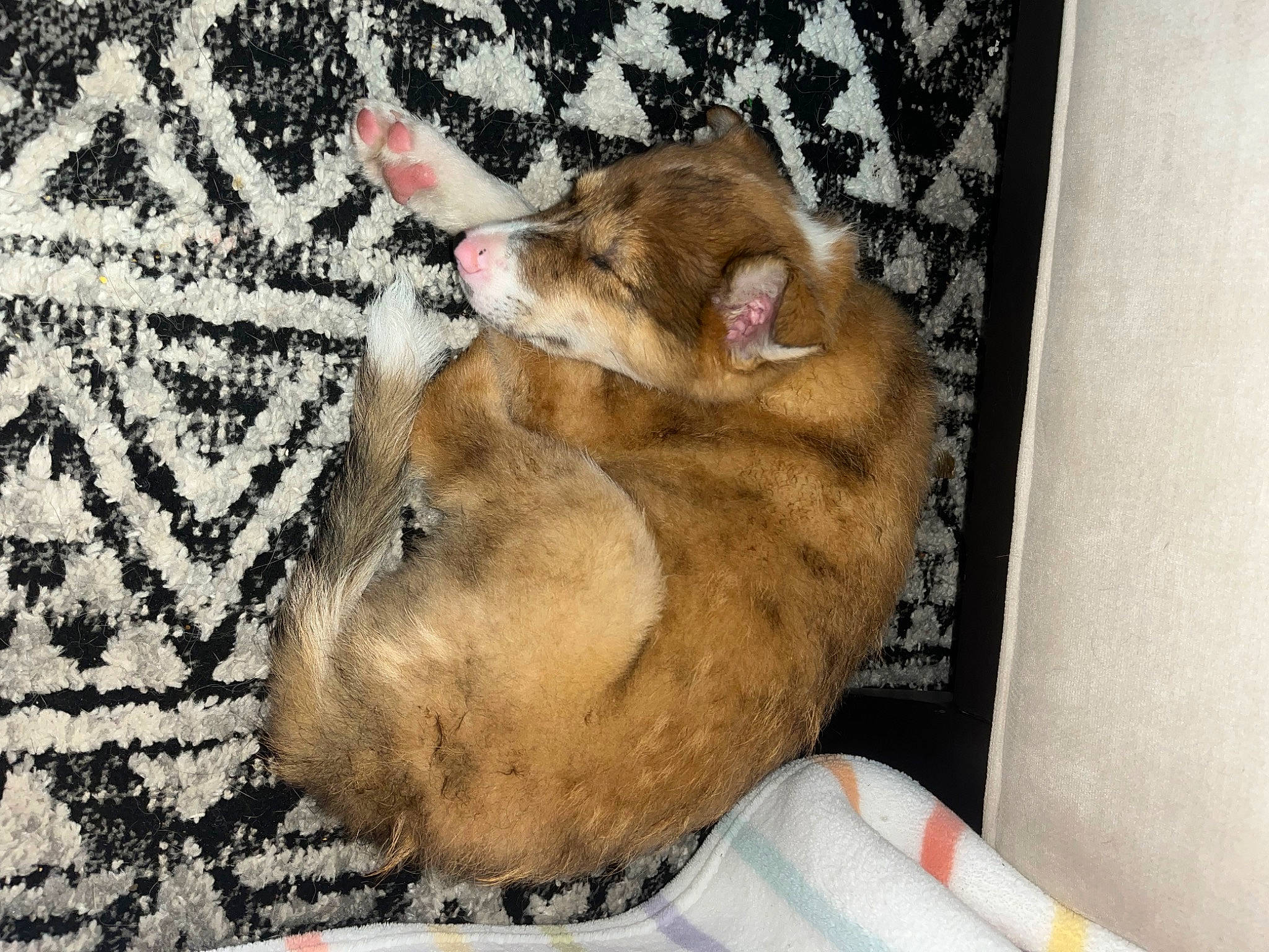 Bash joined the competition — help win amazing prizes! canidae, carnivore, claw, comfort, companion_dog, dog_breed, domestic_short_haired_cat, fawn, felidae, ferret, fur, marsupial, mustelidae, nap, paw, small_to_medium_sized_cats, sporting_group, tail, whiskers, wildlife