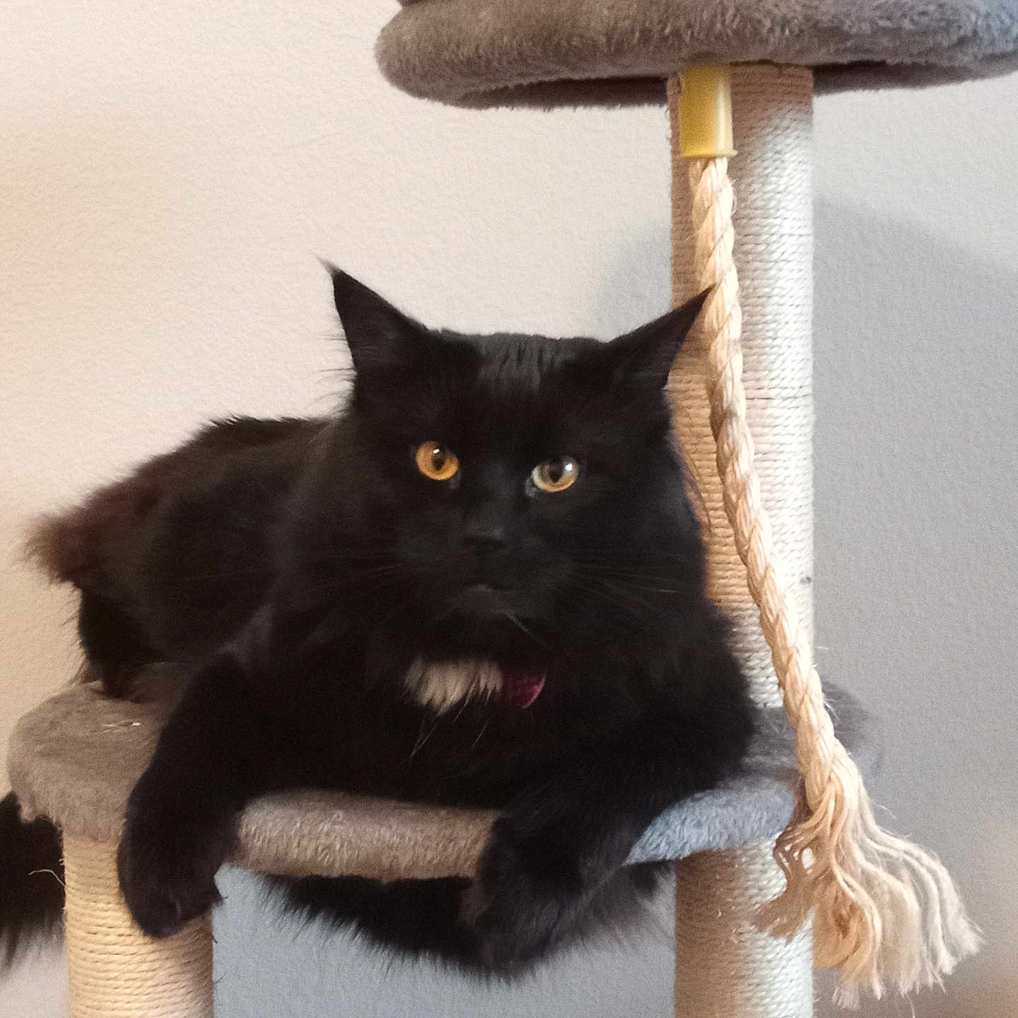 Pharroh is registered to the contest to win money with this photo: animal, black_cat, cat, cat_tree, climbing_structure, companion, cute, domestic_animal, feline, fur, indoor, long_fur, orange_eyes, paws, pet, relaxed, resting, rope, toy, whiskers