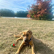 Tao a rejoint le concours — aidez-le/la à gagner de superbes lots ! dog, pet, brown_dog, lying_down, outdoor, meadow, grass, dry_grass, pond, lake, trees, autumn, nature, park, blue_sky, sunlight, ball, toy, collar, animal_portrait