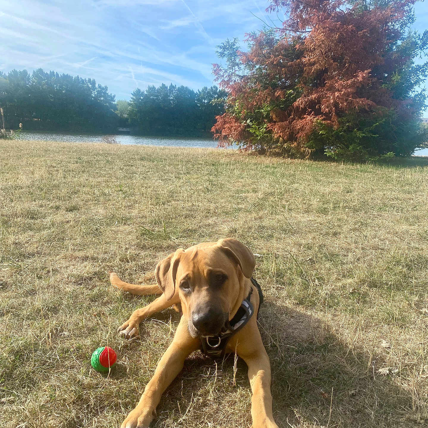 Tao a rejoint le concours — aidez-le/la à gagner de superbes lots ! dog, pet, brown_dog, lying_down, outdoor, meadow, grass, dry_grass, pond, lake, trees, autumn, nature, park, blue_sky, sunlight, ball, toy, collar, animal_portrait
