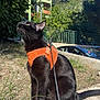 Mueza participe au concours pour gagner de l'argent avec cette photo : cat, black_cat, harness, leash, outdoor, sunny, greenery, concrete, sidewalk, car, blue_sky, tree, grass, pet, animal, curious, sitting, daylight, nature, urban