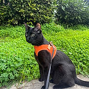 Mueza a rejoint le concours — aidez-le/la à gagner de superbes lots ! black_cat, cat, animal, pet, harness, leash, greenery, clover, bushes, outdoor, nature, fur, whiskers, alert, sitting, side_view, curious, stone_ledge, daylight, close_up