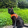 black_cat, cat, animal, pet, harness, leash, greenery, clover, bushes, outdoor, nature, fur, whiskers, alert, sitting, side_view, curious, stone_ledge, daylight, close_up