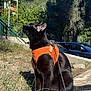 black_cat, cat, outdoor, harness, leash, sunny, blue_sky, greenery, stone_ledge, animal, pet, curious, sitting, daylight, nature, feline, side_view, grass, urban, leash_clip