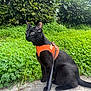 Mueza a rejoint le concours — aidez-le/la à gagner de superbes lots ! black_cat, cat, animal, pet, orange_harness, leash, greenery, clover, bushes, outdoor, nature, sitting, alert, fur, whiskers, side_view, concrete, daylight, curious, wildlife