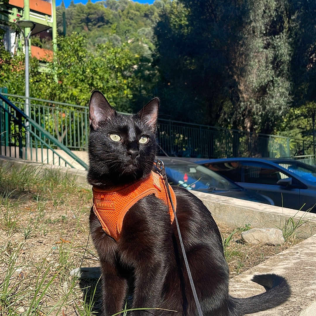 Mueza a rejoint le concours — aidez-le/la à gagner de superbes lots ! animal, black_cat, blue_sky, car, cat, daylight, feline, grass, greenery, leash, nature, orange_harness, outdoor, park, pet, sidewalk, stone_ledge, sunlight, trees, urban