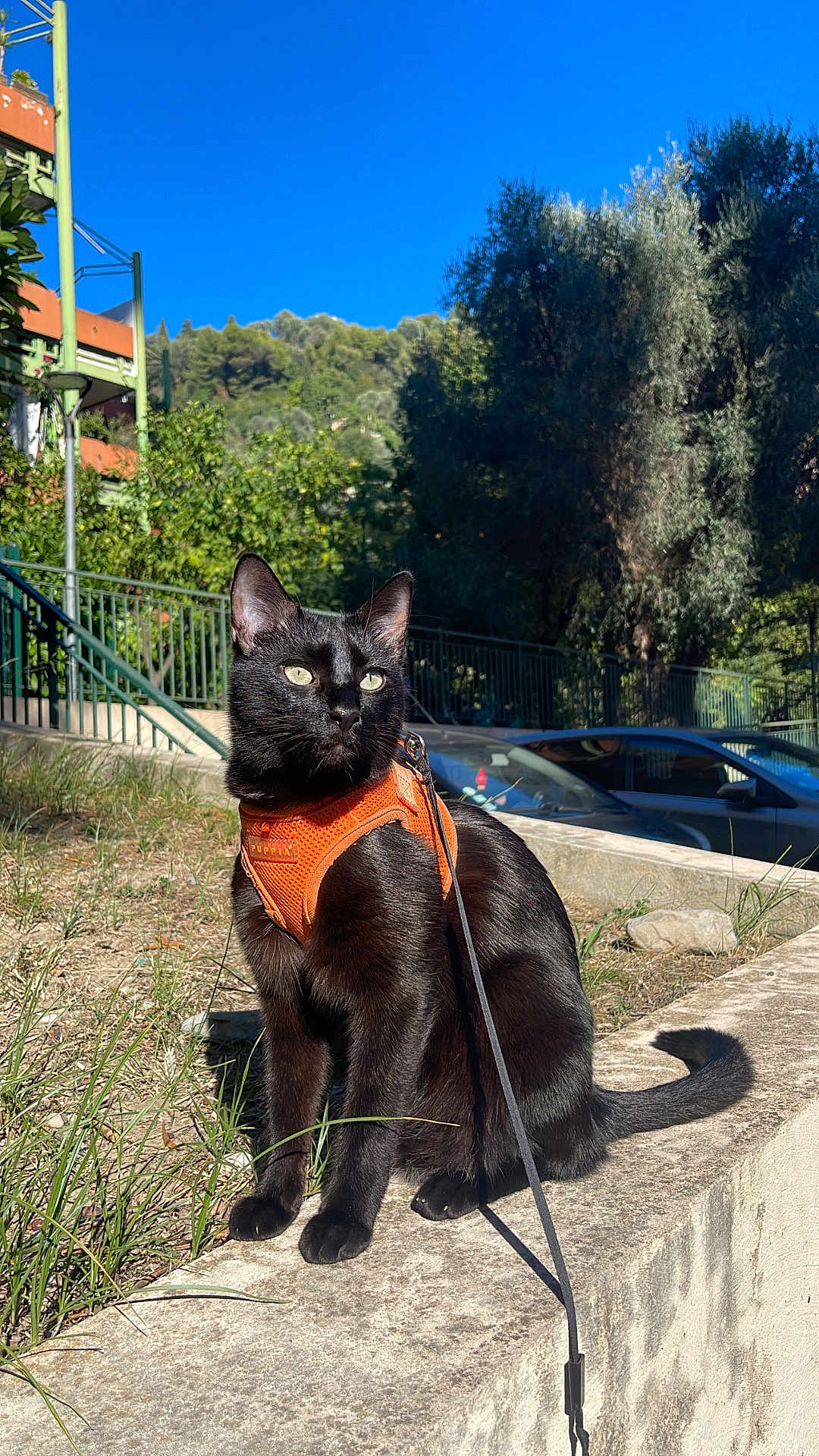 Mueza a rejoint le concours — aidez-le/la à gagner de superbes lots ! black_cat, cat, orange_harness, outdoor, sunlight, blue_sky, greenery, stone_ledge, leash, pet, animal, feline, nature, daylight, park, trees, grass, car, sidewalk, urban