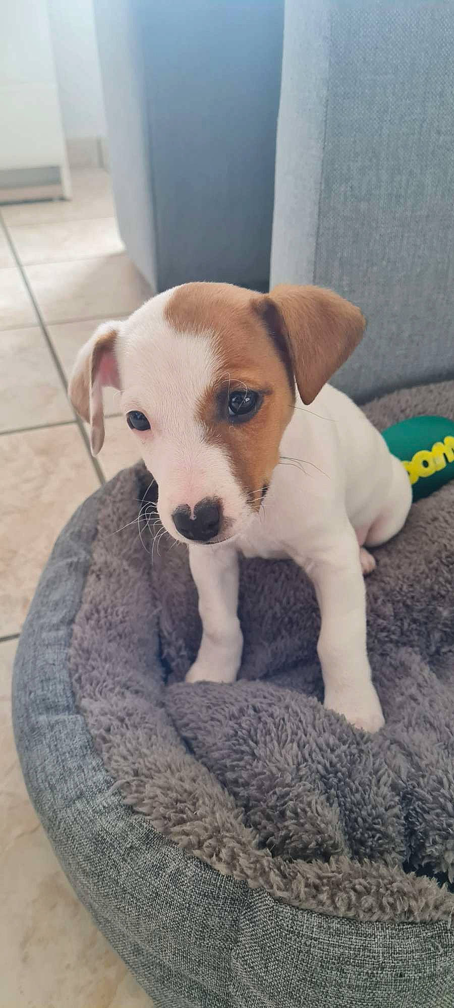 Valko participe au concours pour gagner de l'argent avec cette photo : canidae, carnivore, collar, companion_dog, dog, dog_breed, fawn, flooring, irishjacks, non_sporting_group, paw, puppy, snout, sporting_group, tail, terrestrial_animal, terrier, toy_dog, whiskers, working_animal