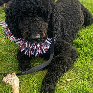 Coal is registered to the contest to win money with this photo: dog, black_poodle, grass, bone, leash, outdoor, pet, curly_fur, collar, festive, animal, canine, laying_down, summer, daylight, playful, cute, companion, park, relaxing