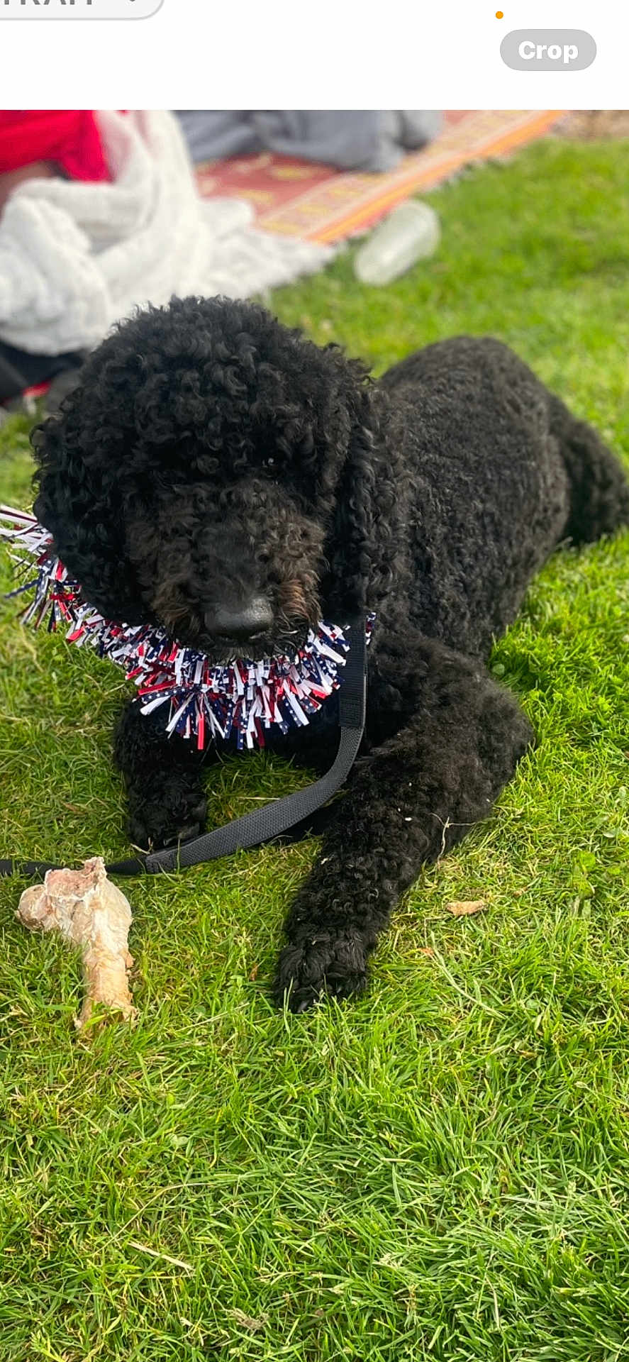 Coal is registered to the contest to win money with this photo: dog, black_poodle, grass, bone, leash, outdoor, pet, curly_fur, collar, festive, animal, canine, laying_down, summer, daylight, playful, cute, companion, park, relaxing