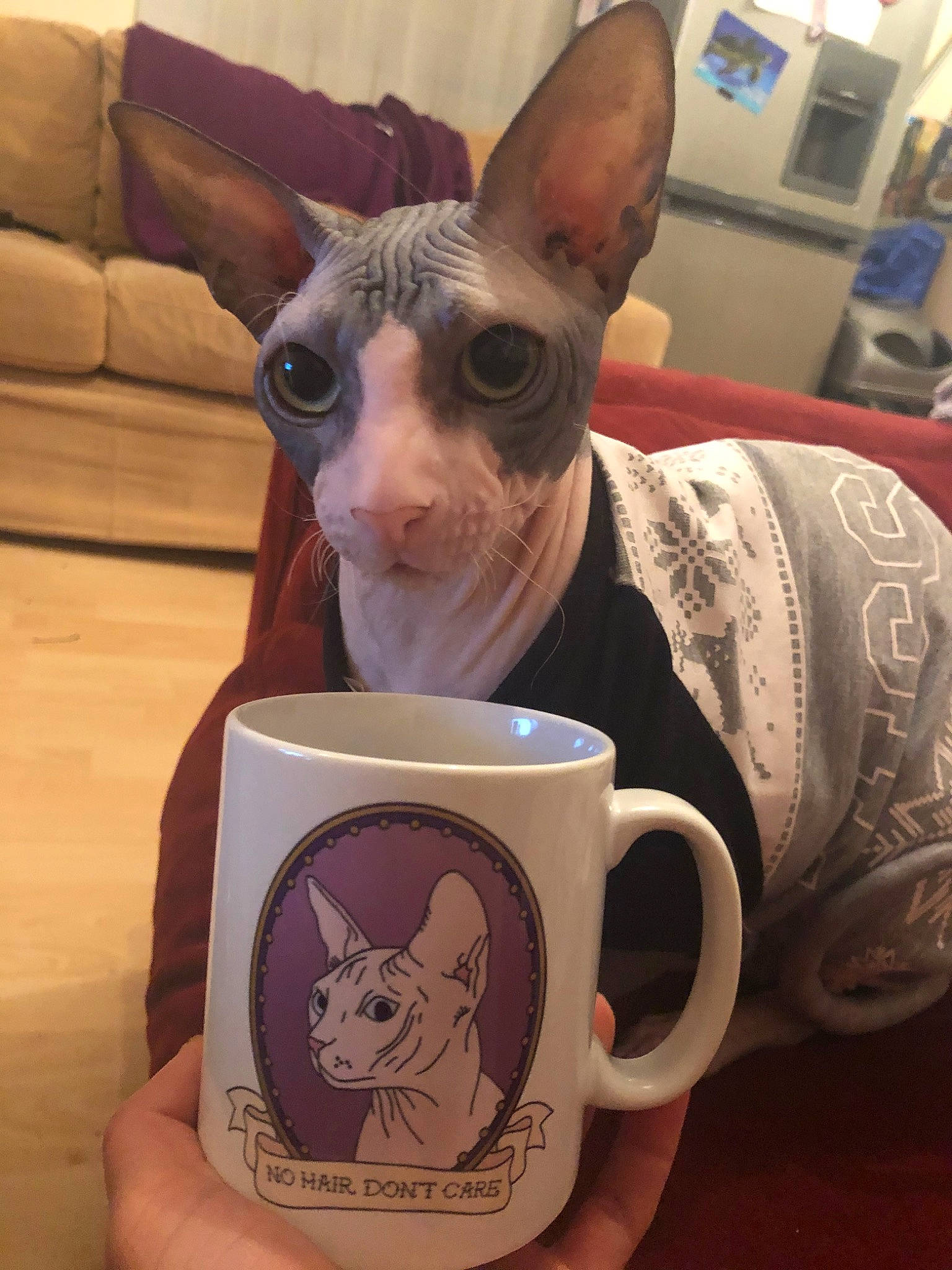 Apollo joined the competition — help win amazing prizes! canidae, carnivore, cat, chihuahua, companion_dog, cornish_rex, cup, dog, donskoy, drinkware, felidae, mammal, peterbald, small_to_medium_sized_cats, snout, sphynx, toy_dog, ukrainian_levkoy, vertebrate, whiskers