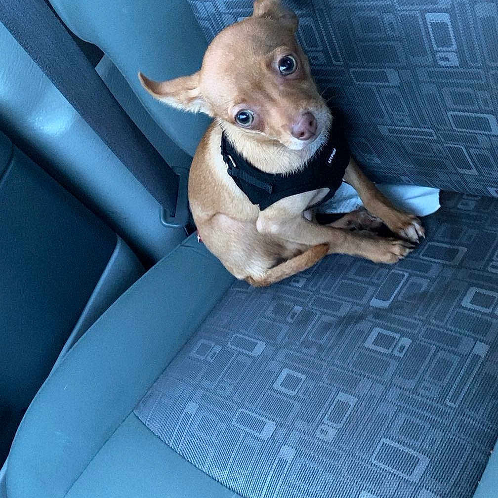 Ace is registered to the contest to win money with this photo: accessories, animal, belt, blanket, canine, car, car_interior, carseat, chihuahua, cushion, dog, homedecor, hound, pet, puppy, transportation, vehicle