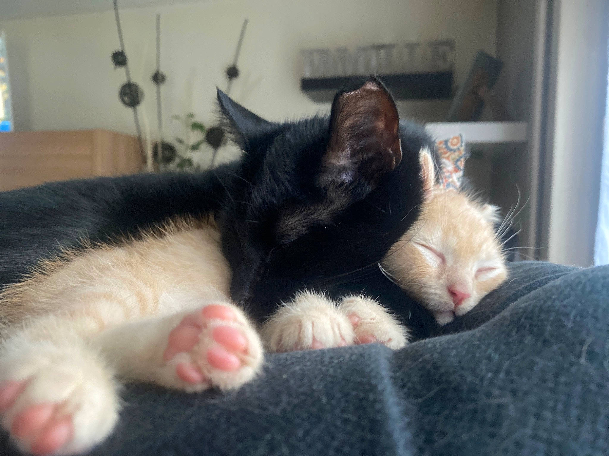 Gaïa a rejoint le concours — aidez-le/la à gagner de superbes lots ! carnivore, cat, cat_supply, claw, comfort, domestic_short_haired_cat, felidae, foot, fur, nap, paw, small_to_medium_sized_cats, snout, tail, whiskers