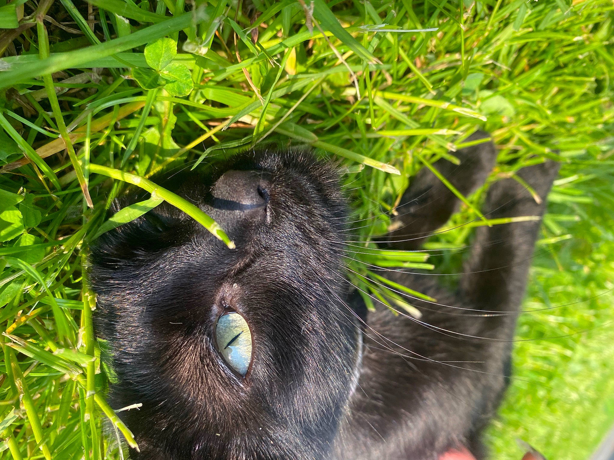 Gaïa a rejoint le concours — aidez-le/la à gagner de superbes lots ! black_cat, bombay, canidae, carnivore, cat, common_chimpanzee, dog_breed, domestic_short_haired_cat, eye, felidae, fur, grass, groundcover, liver, plant, small_to_medium_sized_cats, snout, sporting_group, terrestrial_animal, whiskers