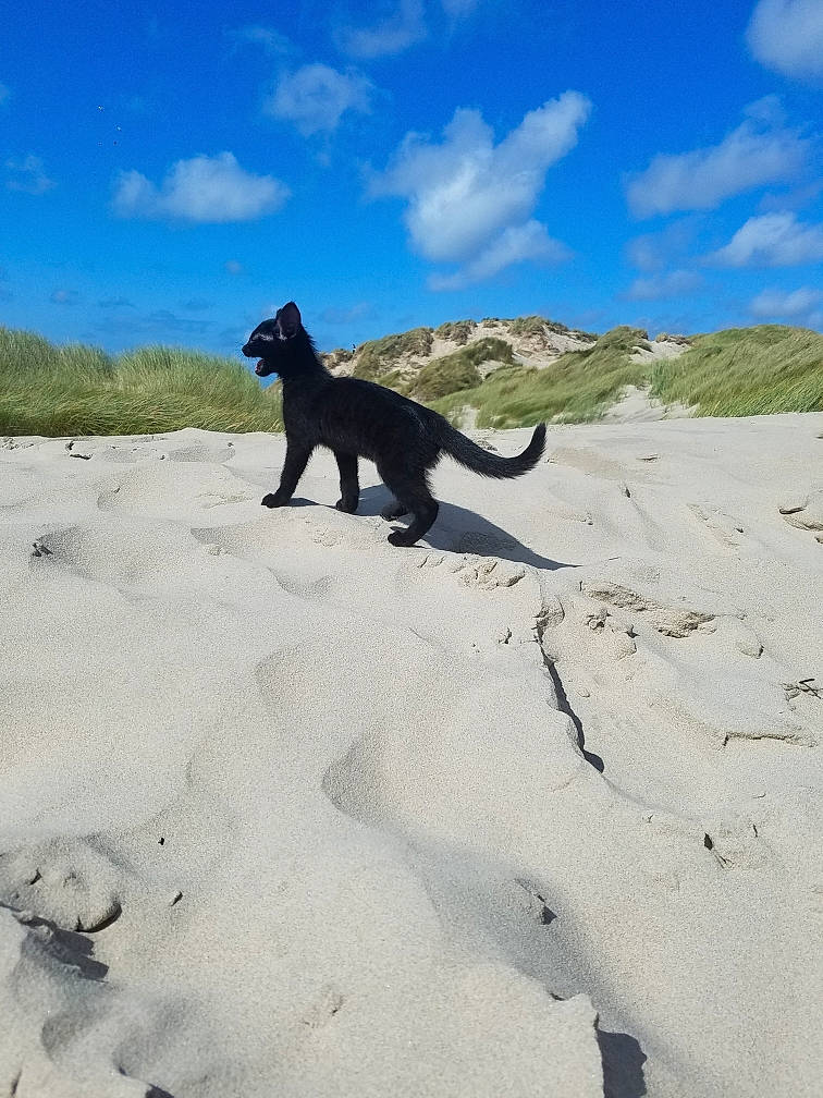 Gaïa participe au concours pour gagner de l'argent avec cette photo : aeolian_landform, art, canidae, carnivore, cloud, dog_breed, electric_blue, landscape, rock, sand, sculpture, shadow, singing_sand, sky, slope, soil, sporting_group, tail, terrestrial_animal, wildlife
