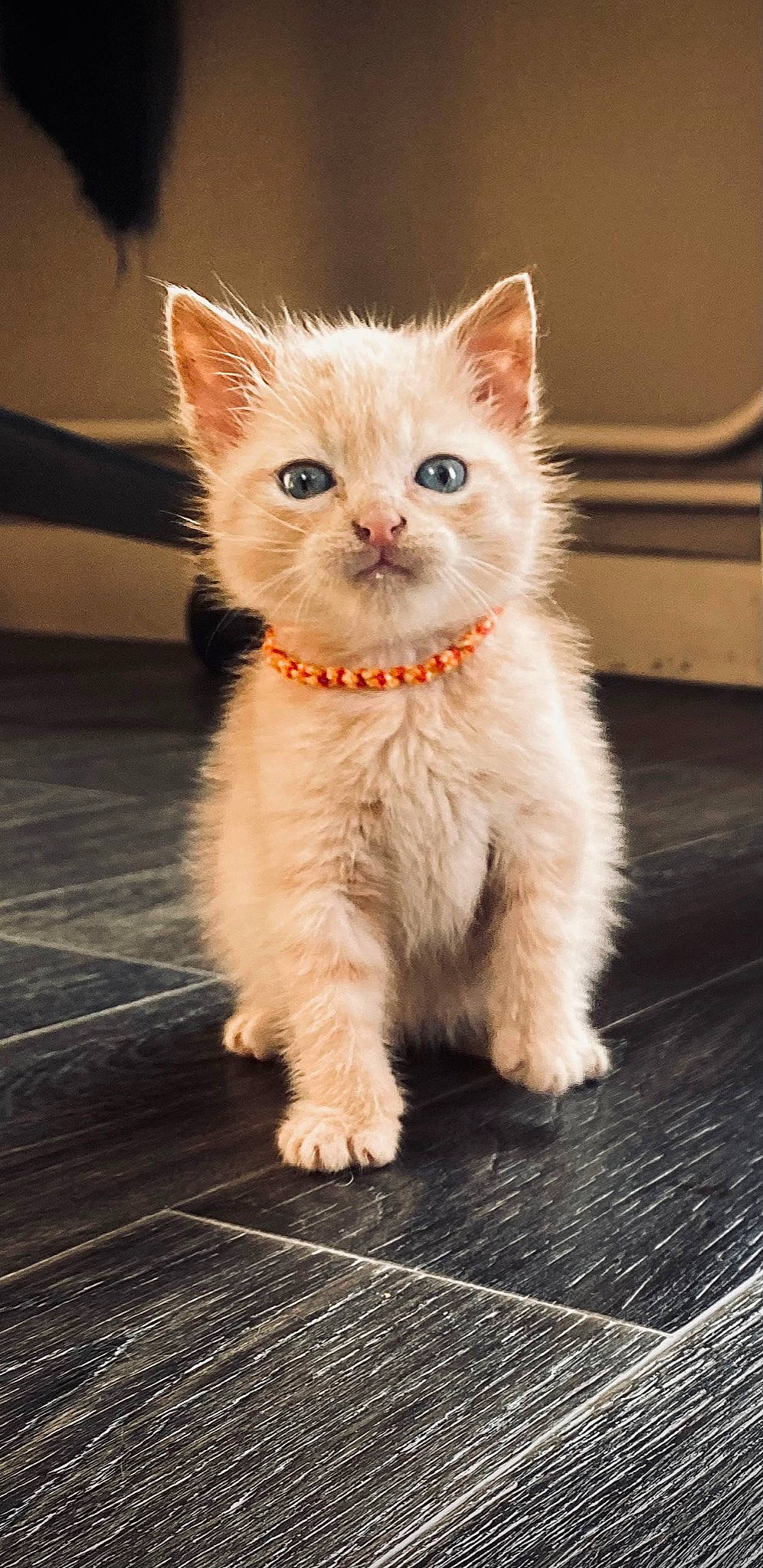 Simba participe au concours pour gagner de l'argent avec cette photo : british_longhair, carnivore, cat, claw, domestic_short_haired_cat, eye, fawn, felidae, flooring, fur, paw, small_to_medium_sized_cats, tail, terrestrial_animal, whiskers, window