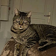 Tibalou a rejoint le concours — aidez-le/la à gagner de superbes lots ! cat, tabby_cat, indoor, furniture, door, wall, striped, fur, animal, pet, relaxed, brown, soft_surface, whiskers, ears, paws, looking, curious, mammal, domestic_cat