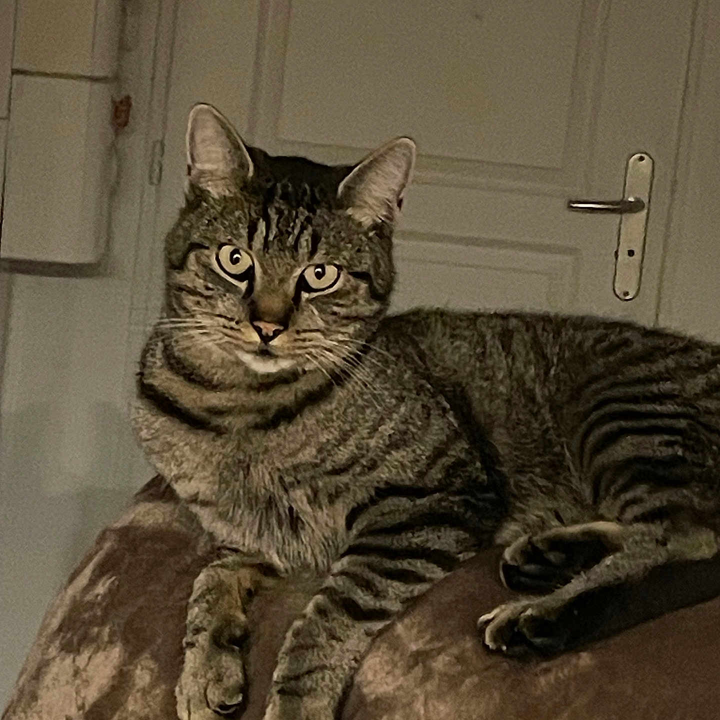 Tibalou a rejoint le concours — aidez-le/la à gagner de superbes lots ! animal, brown, cat, curious, domestic_cat, door, ears, fur, furniture, indoor, looking, mammal, paws, pet, relaxed, soft_surface, striped, tabby_cat, wall, whiskers