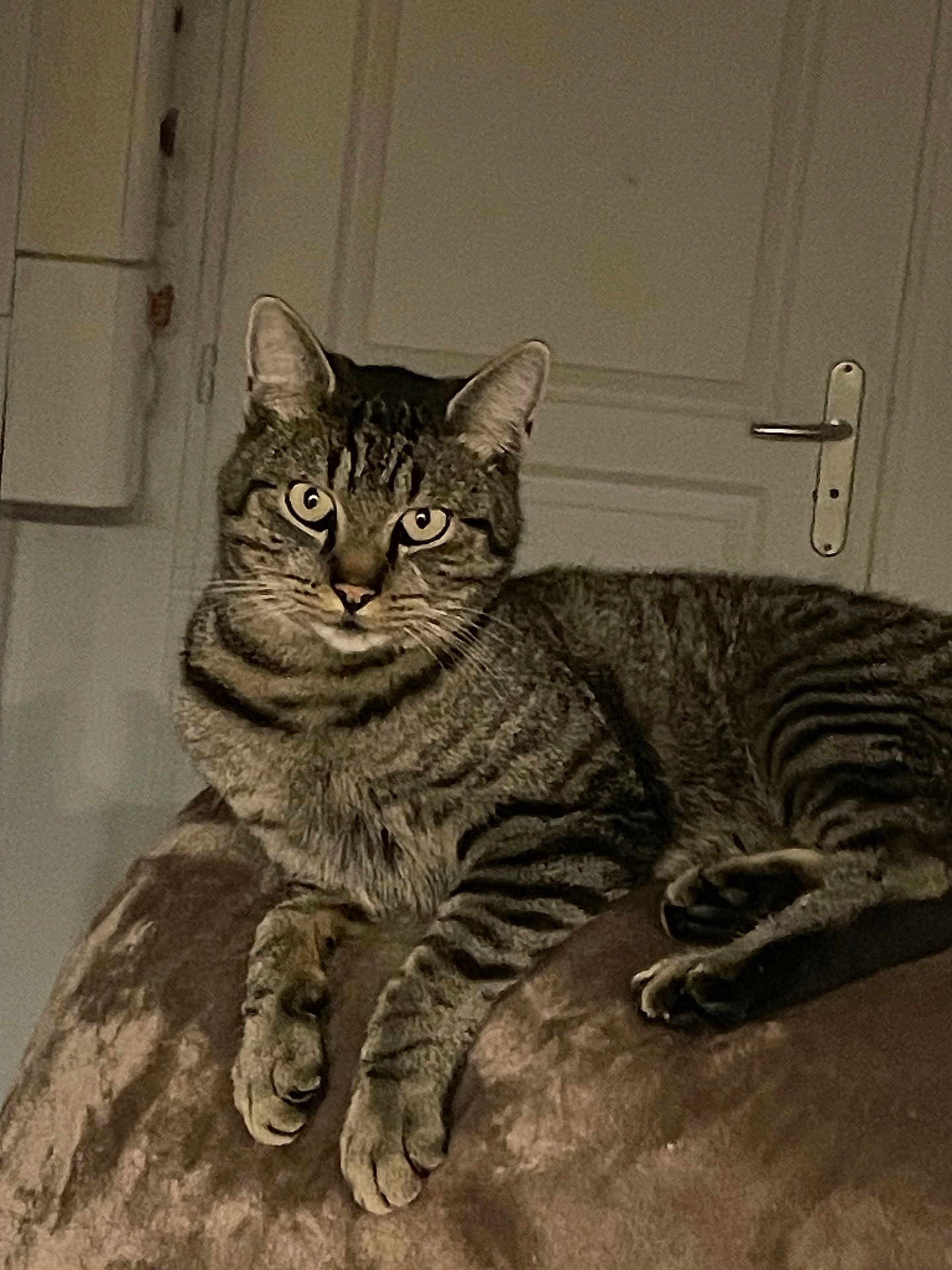 Tibalou a rejoint le concours — aidez-le/la à gagner de superbes lots ! cat, tabby_cat, indoor, furniture, door, wall, striped, fur, animal, pet, relaxed, brown, soft_surface, whiskers, ears, paws, looking, curious, mammal, domestic_cat