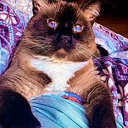 Dough Boy joined the competition — help win amazing prizes! cat, siamese_cat, blue_eyes, whiskers, fur, close_up, relaxed, indoor, blanket, pattern, fabric, paw, resting, cozy, soft_light, animal, pet, mammal, cute, portrait