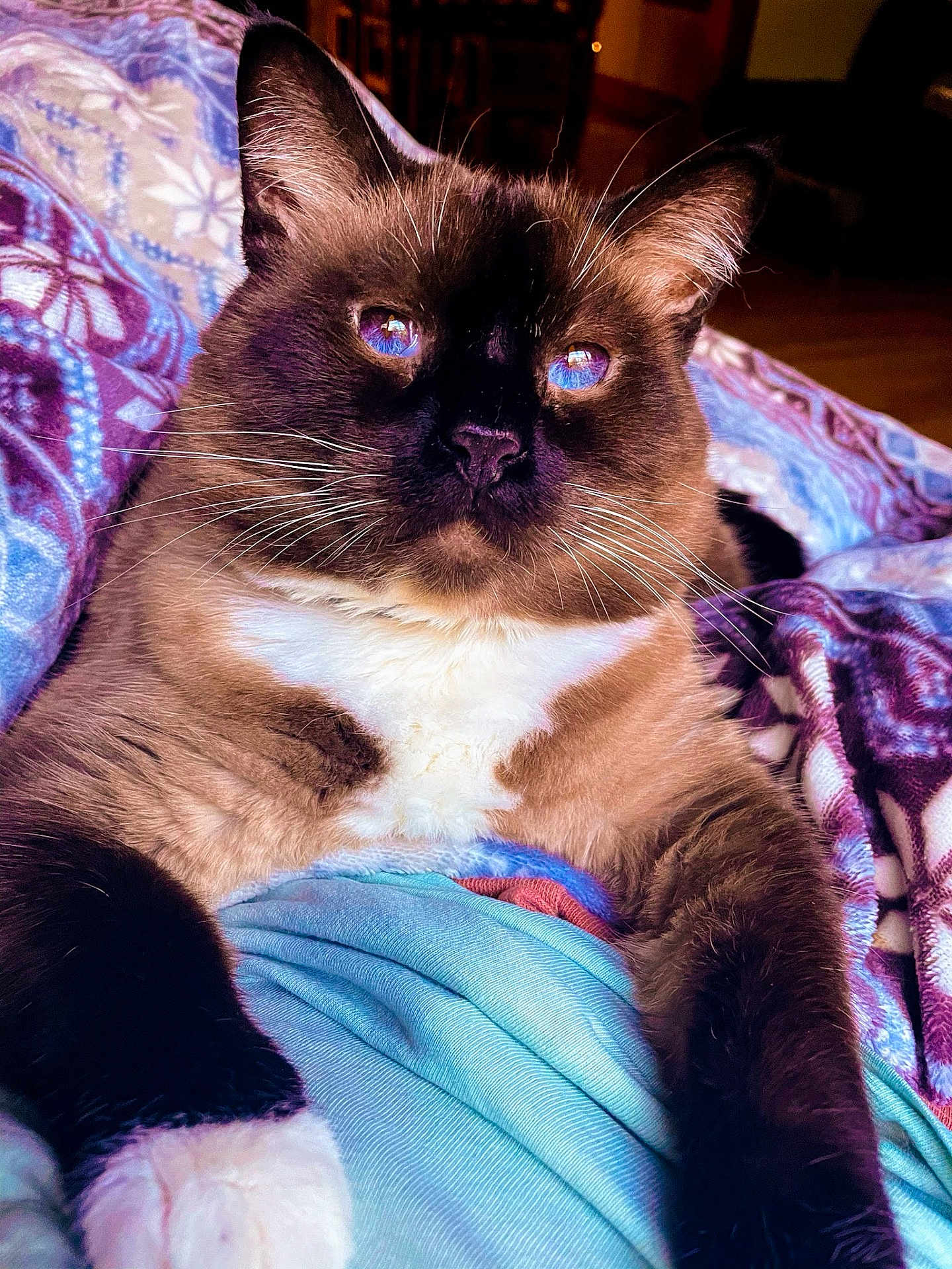 Dough Boy joined the competition — help win amazing prizes! cat, siamese_cat, blue_eyes, whiskers, fur, close_up, relaxed, indoor, blanket, pattern, fabric, paw, resting, cozy, soft_light, animal, pet, mammal, cute, portrait