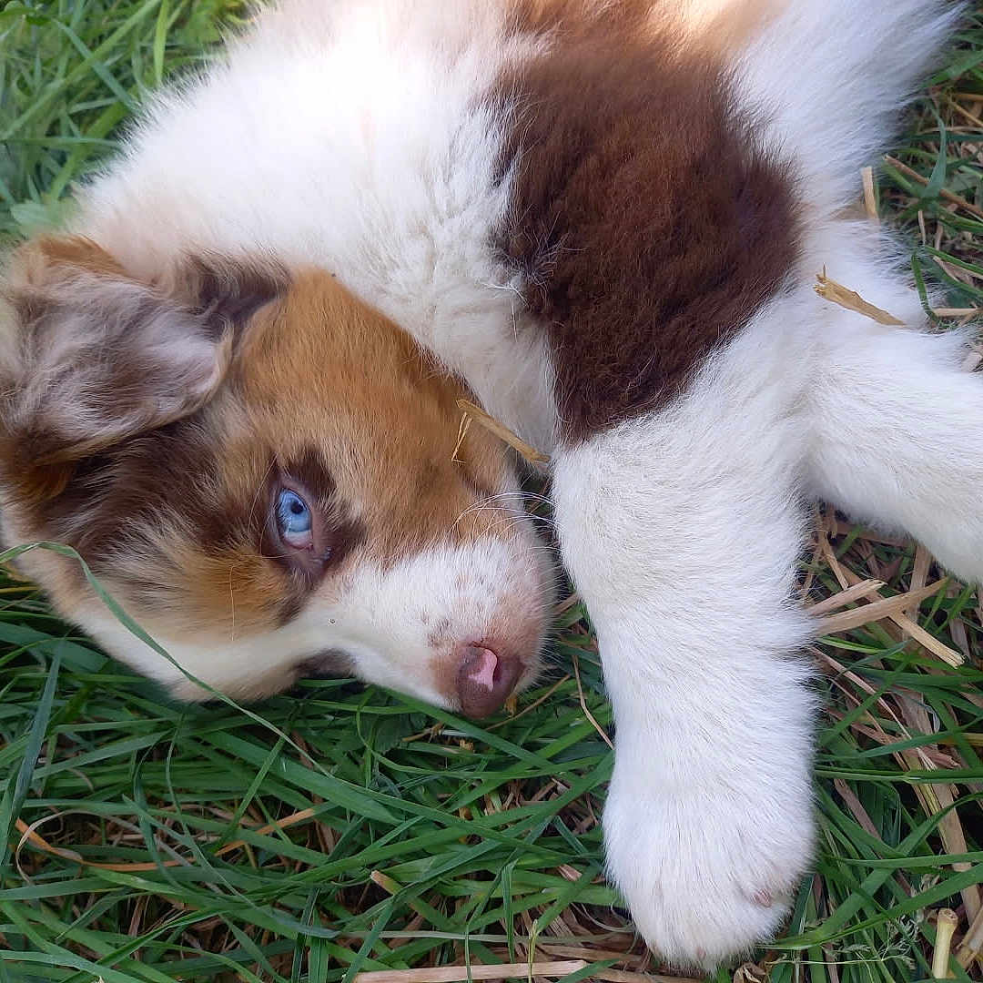 Annabeth participe au concours pour gagner de l'argent avec cette photo : animal, blue_eyes, brown_fur, close_up, cute, dog, ears, fur, grass, lying_down, nature, nose, outdoor, paw, pet, puppy, relaxed, sleepy, white_fur, young