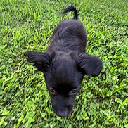 Barkley joined the competition — help win amazing prizes! puppy, dog, black_dog, grass, outdoor, yard, pet, playing, motion_blur, greenery, young_dog, house, car, nature, animal, cute, small_dog, ears, walking, daylight