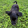 puppy, dog, black_dog, grass, outdoor, yard, pet, playing, motion_blur, greenery, young_dog, house, car, nature, animal, cute, small_dog, ears, walking, daylight